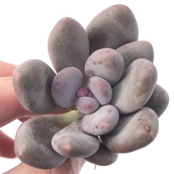 Pachyveria 'Beauty' 2" Powdery Succulent Plant