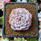 Echeveria 'Amazing Grace' 1" Succulent Plant