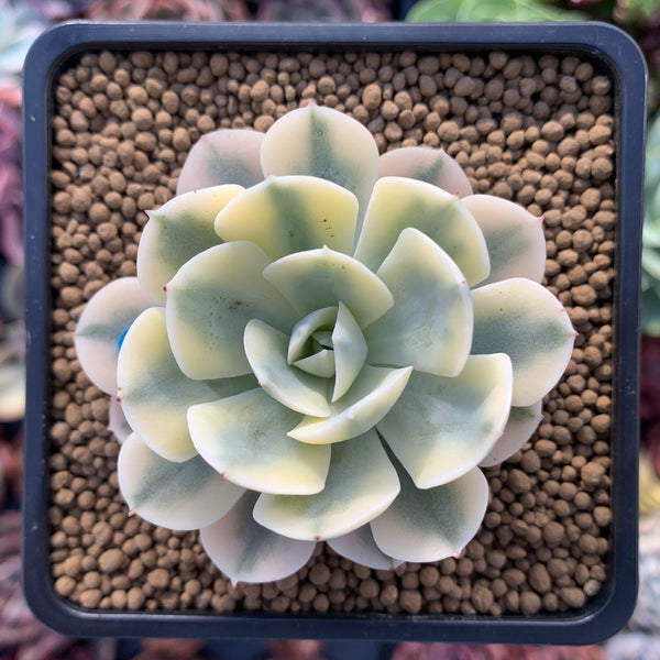 Echeveria Runyonii Variegated (Aka Echeveria 'Akaihosi' Variegated) 2" Succulent Plant