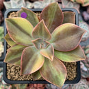 Graptoveria 'Fred Ives' Variegated 3" Succulent Plant