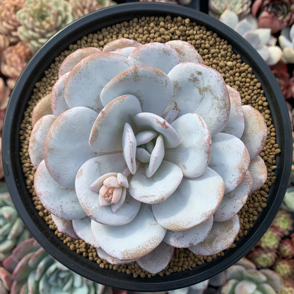 Echeveria 'Laui' 6" Large Powdery Succulent Plant