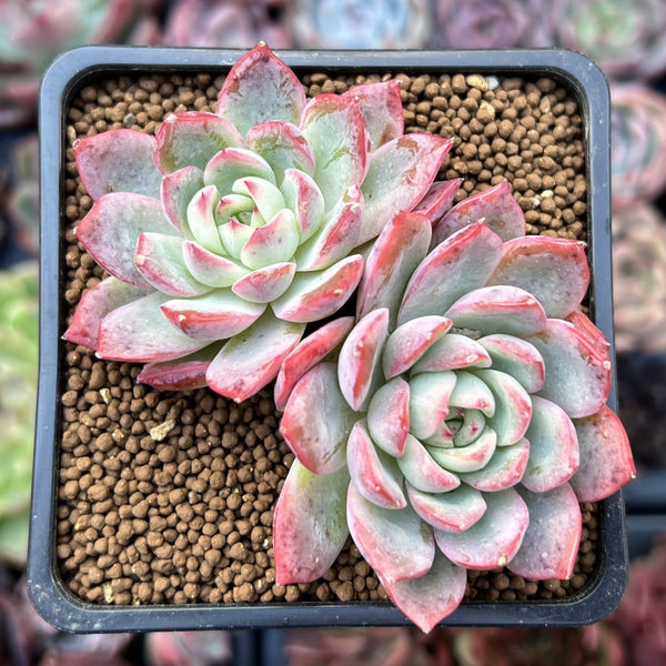 Echeveria 'Alliance' 2" Cluster Succulent Plant