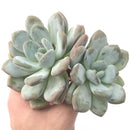 Echeveria 'Pearlberry' Cluster 6" Powdery Succulent Plant