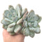 Echeveria 'Pearlberry' Cluster 6" Powdery Succulent Plant