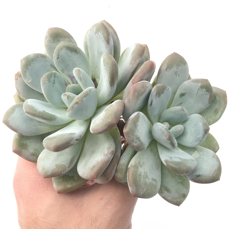 Echeveria 'Pearlberry' Cluster 6" Powdery Succulent Plant