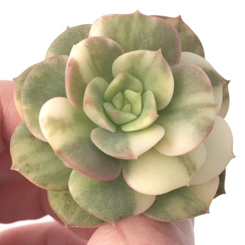 Echeveria 'Nicksana' Variegated 1"-2" Succulent Plant