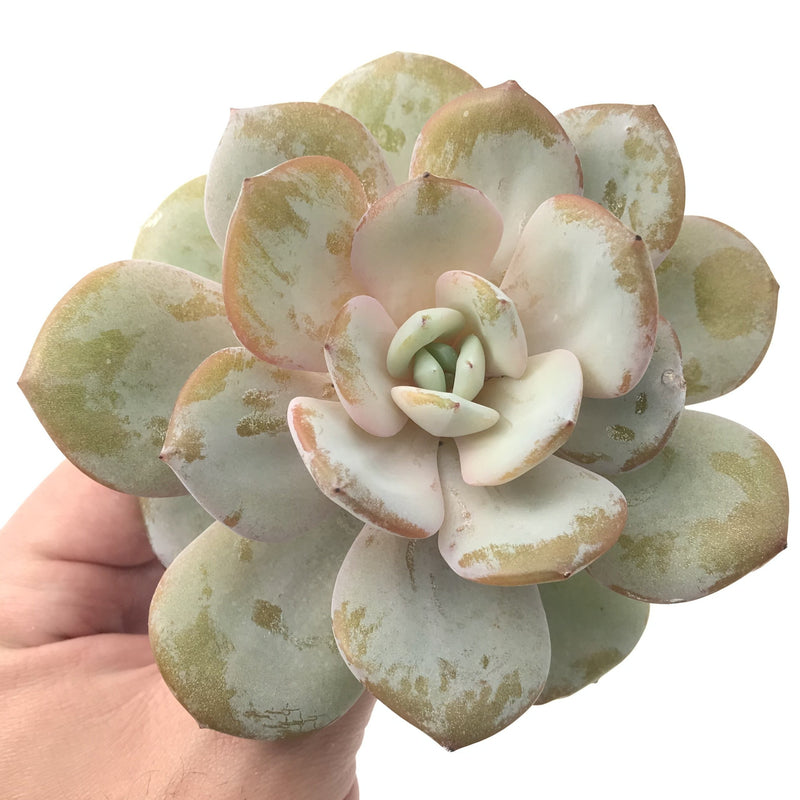 Echeveria 'Cream Tea' 4" Powdery Large Succulent Plant