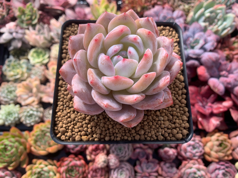 Echeveria 'Orange Monroe' 4" Succulent Plant