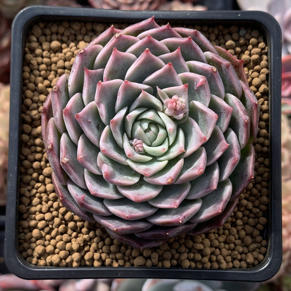 Echeveria 'Cream Rose' 3" Succulent Plant