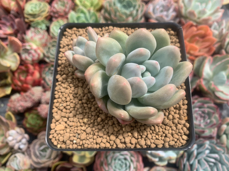 Pachyphytum cv 'Frevel' 4" Cluster Succulent Plant