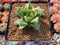 Haworthia 'Cymbiformis' Variegated 3" Succulent Plant