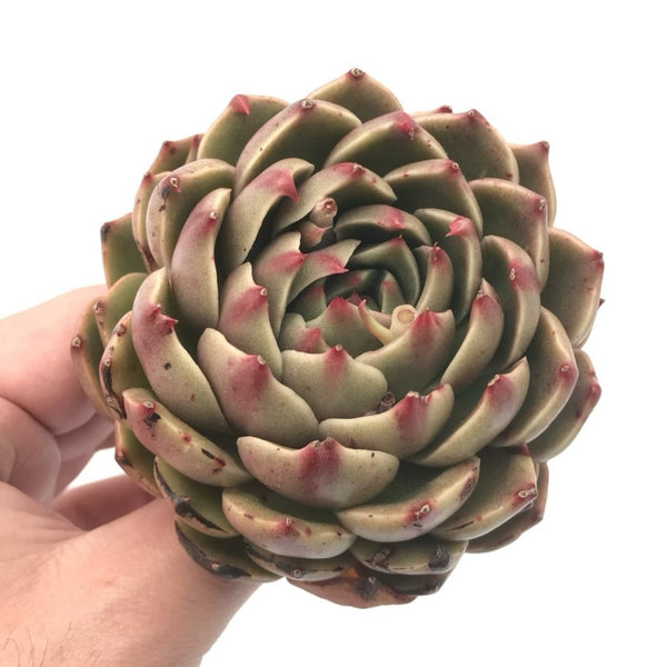 Echeveria Agavoides 'Rudolph’ Large 5” Rare Succulent Plant