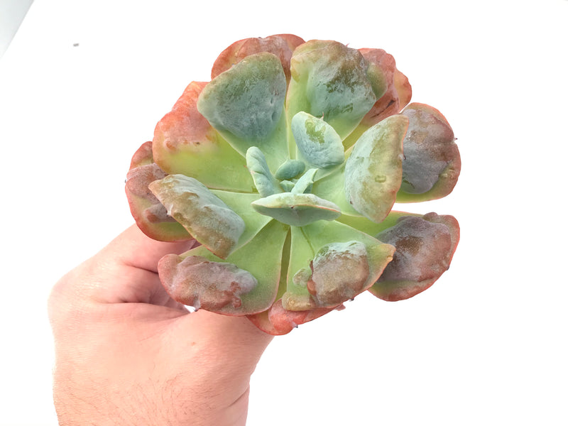 Echeveria 'Hearts Delight' 4" Rare Succulent Plant