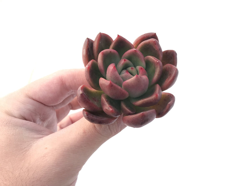 Echeveria Agavoides 'Arabesque' 3" Succulent Plant