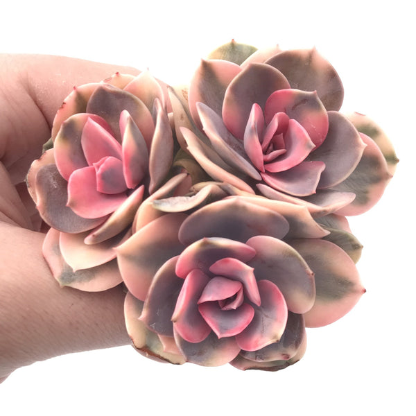 Echeveria ‘Rainbow’ Variegated Cluster 4” Rare Succulent Plant