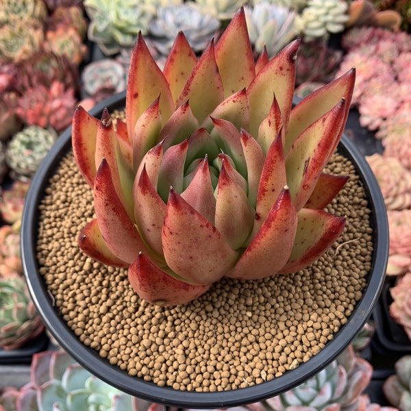 Echeveria Agavoides 'Ebony' Hybrid 5" Succulent Plant