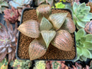 Haworthia Comptoniana 'Crystal' 2"-3" Succulent Plant