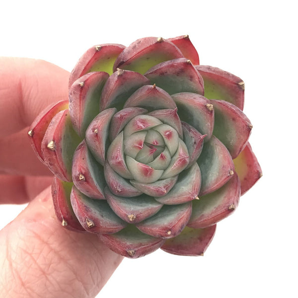 Echeveria 'Crystal Rose' 1"-2" Succulent Plant