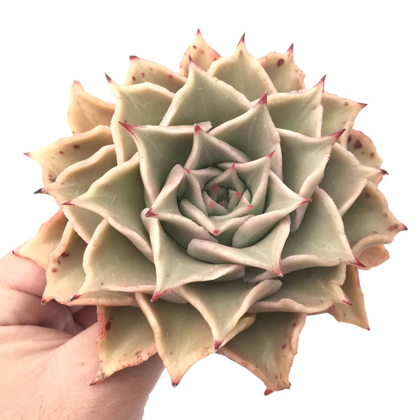 Echeveria 'Madiba' Large Specimen 4"-5” Rare Succulent Plant