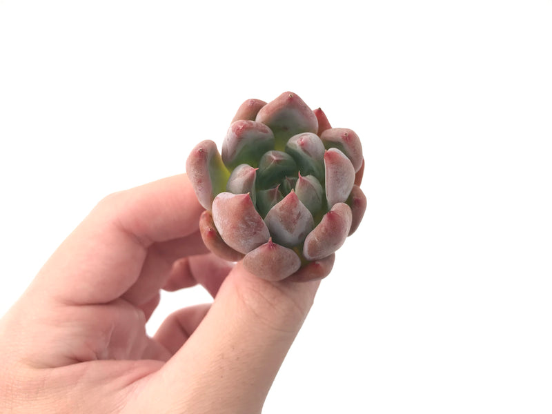 Echeveria 'Pena' New Hybrid 1" Succulent Plant