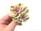 Echeveria 'Rainbow' Variegated 3" Succulent Plant