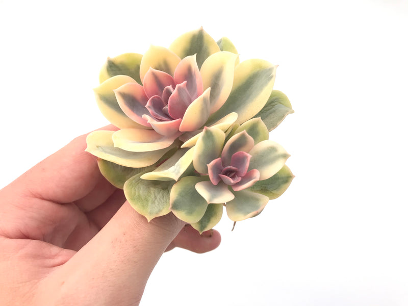 Echeveria 'Rainbow' Variegated 3" Succulent Plant