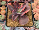 Echeveria 'Hanaikada' Variegated 3" Succulent Plant