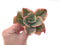 Echeveria 'Tornado' Variegated 3" Succulent Plant