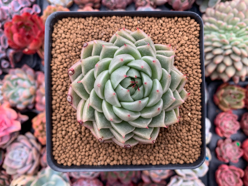 Echeveria Agavoides 'Silver Ebony' 3" Succulent Plant