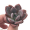 Echeveria 'Monroe Queen' 1"-2" New Hybrid Succulent Plant