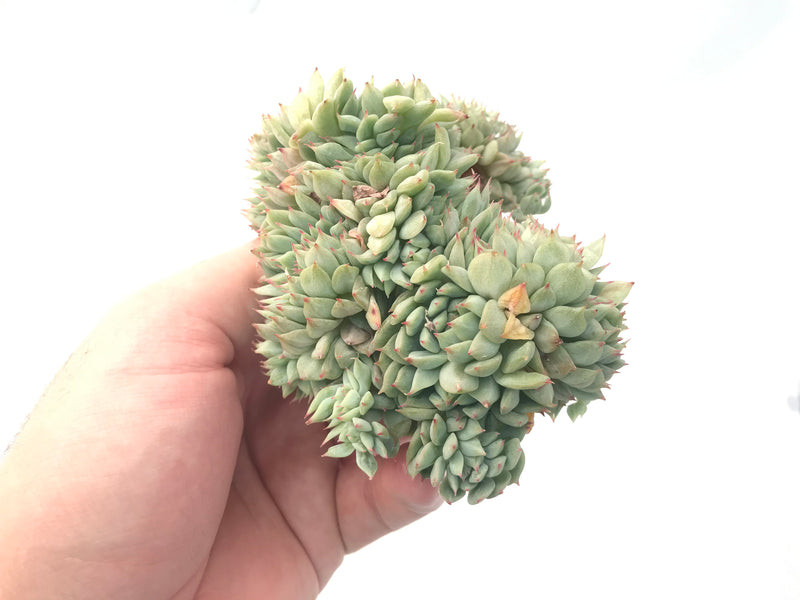 Echeveria 'Tippy' Crested Cluster 4" Rare Succulent Plant
