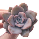 Echeveria 'La Bamba' 1"-2" Succulent Plant