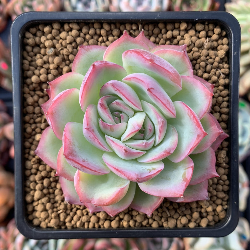 Echeveria 'Silhouette' Bifurcated 4" Succulent Plant