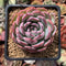 Echeveria sp. 2"-3" Succulent Plant