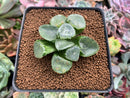 Haworthia 'Ikeda' Wide Leaf 2" Succulent Plant