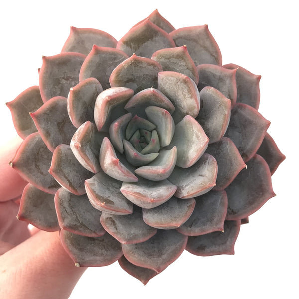 Echeveria 'Fiona' 4"-5" Powdery Succulent Plant