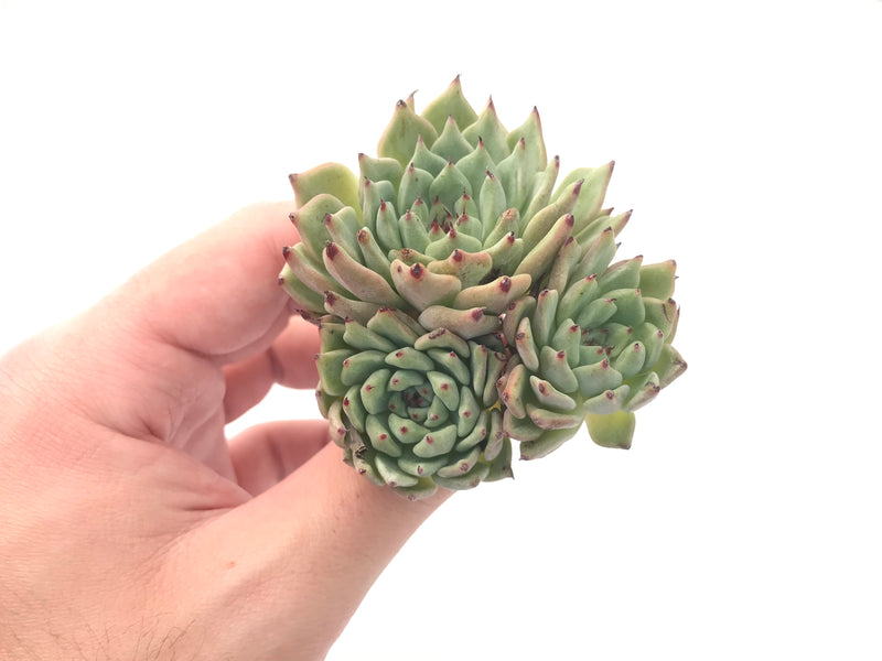 Echeveria 'Zaragosa' Cluster 3" Succulent Plant