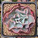 Echeveria 'Audrey Fair' 2" Succulent Plant