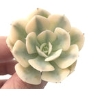 Echeveria Runyonii Variegated (Aka Echeveria 'Akaihosi' Variegated) 2" Succulent Plant