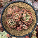 Echeveria Agavoides 'Denteulajjaem' 5" Cluster Succulent Plant