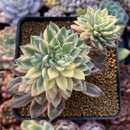 Echeveria 'Green Emerald' Variegated 4” Cluster Succulent Plant