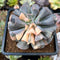 Echeveria 'Cubic Frost' Variegated 3" Succulent Plant