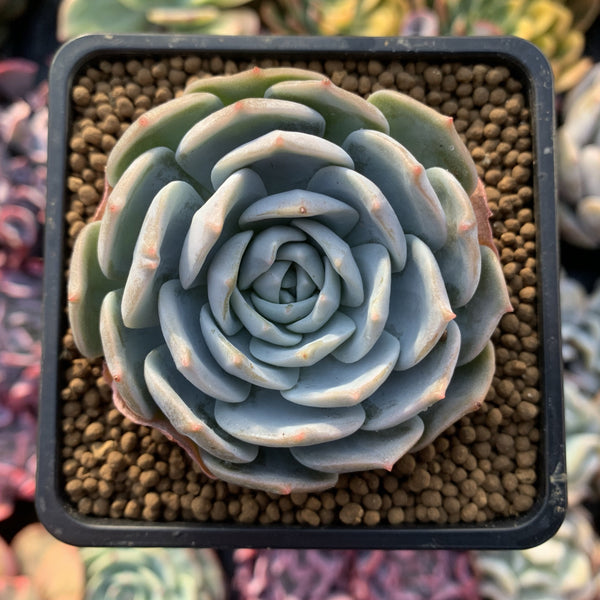 Echeveria 'White One' 3” Powdery Succulent Plant