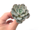 Echeveria 'Ice Purple' 2" Powdery Succulent Plant