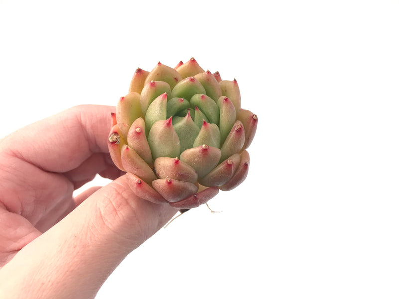 Echeveria Agavoides 'Labyrinth' 2" New Hybrid Succulent Plant