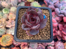 Echeveria 'Black Tan' 1" New Hybrid Succulent Plant