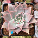 Echeveria 'Madiba' 2" Succulent Plant