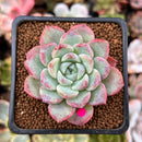 Echeveria sp. 2" Succulent Plant