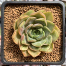 Echeveria sp. 2" Variegated/Mutated 1"-2" Succulent Plant