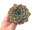 Echeveria 'Pink Edge' 4" Succulent Plant